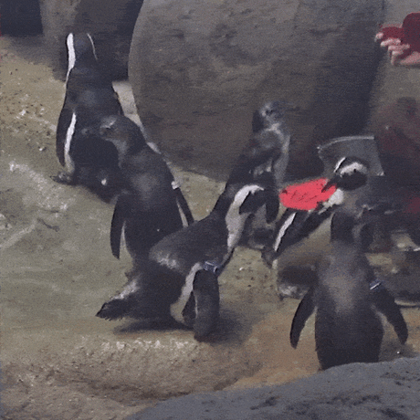 Two penguins humorously play tug of war with a felt valentine