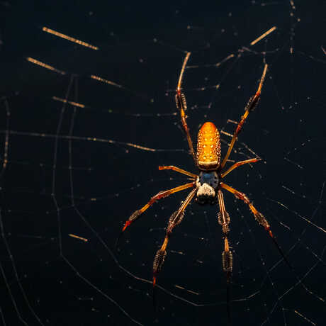 Orb weaver spider in its web in the Academy's Osher Rainforest exhibit
