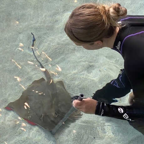 Academy biologist uses feeding stick to reward blue-spotted ray