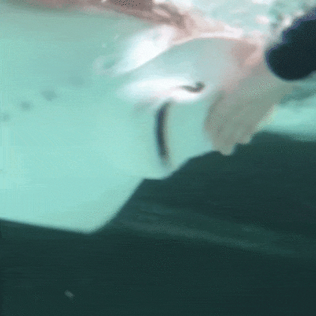 Underwater GIF of cownose ray training with Academy biologist
