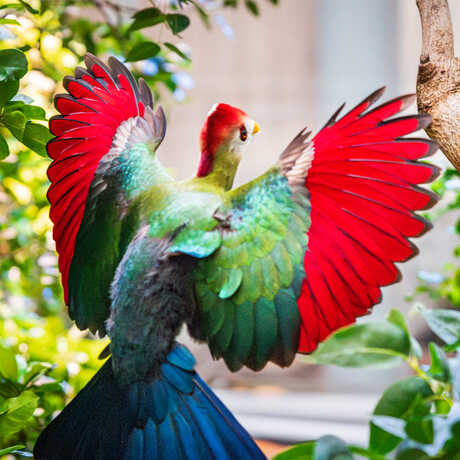 Red-crested turaco bird on exhibit in Osher Rainforest at Cal Academy spreads its bright red and green wings