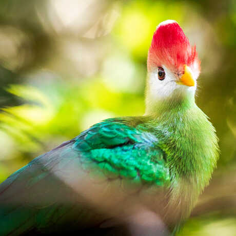 Red-crested turaco bird faces camera in Osher Rainforest exhibit at Cal Academy. Photo by Gayle Laird