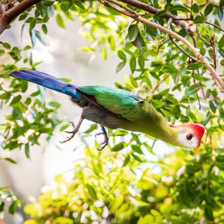 Red-crested turaco bird in mid-air in Osher Rainforest exhibit at Cal Academy. Photo by Gayle Laird