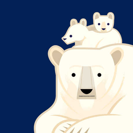Polar bear illustration