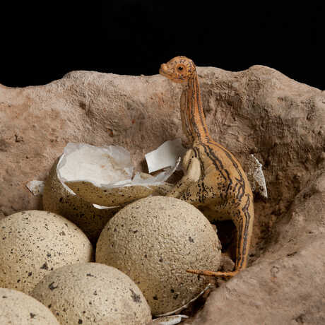 Model of young dinosaur in nest with egg replicas
