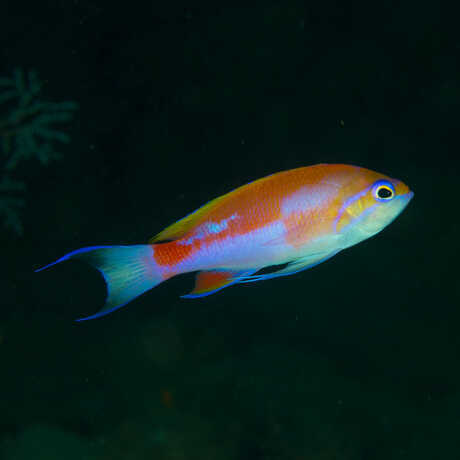 Photo of Philippine coral reef fish