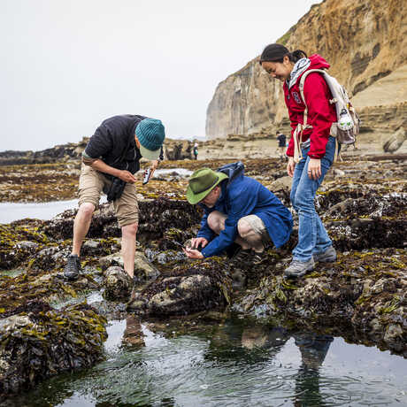 Group exploring Pillar Point tidepools during a City Nature Challenge bioblitz