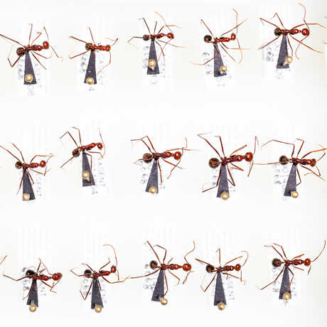 Pinned Malagasy ants from the Academy research collections