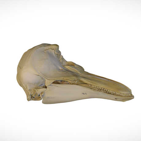 3D rendering of the skull of a harbor porpoise