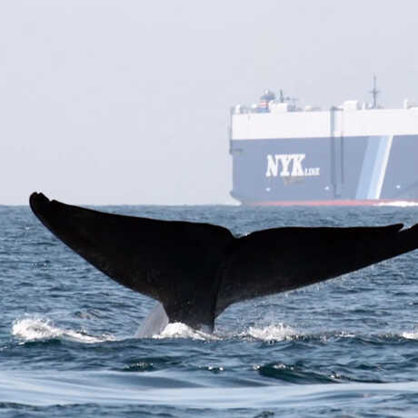 A whale fluke in the foreground with a giant container ship in the background