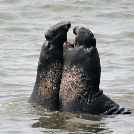 Two elephant seal bulls sparring in the water