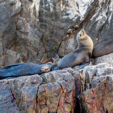 California sea lions basking on rocks