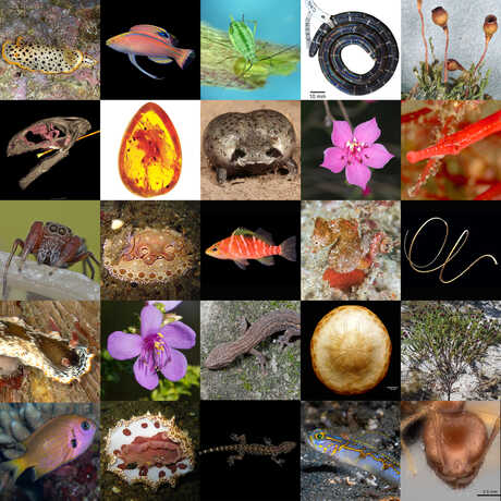 Mosaic of some of the 213 new species discovered by Academy scientists in 2020