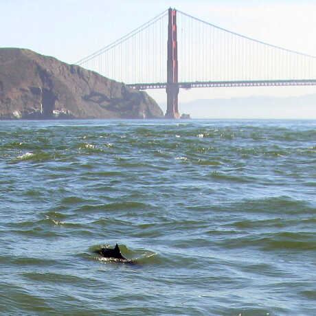 Photo of porpoise dorsal fin in San Francisco Bay with Golden Gate Bridge in background