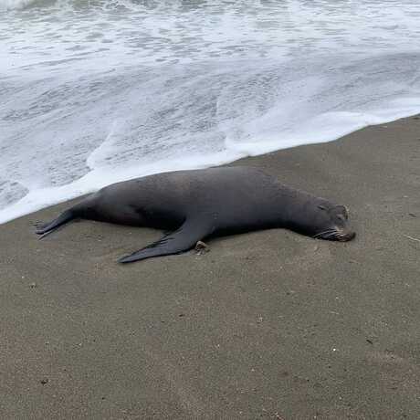 A dead California sea lion washed up on a beach