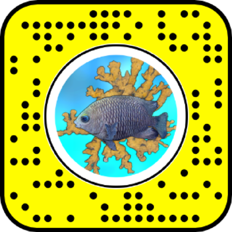 Snapcode for Elkhorn Coral AR lens