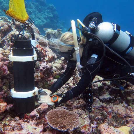 Underwater shot of Dr. Rebecca Albright examining coral reef in Pohnpei