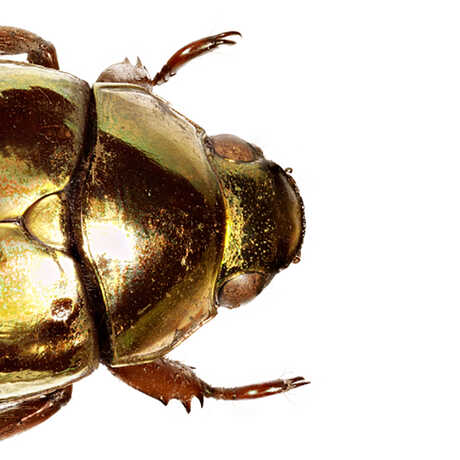 Macro photograph of a golden iridescent beetle