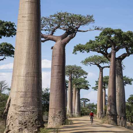 A man on a bike rides through a grove of baobab trees in Madagascar