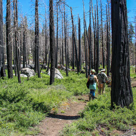 Academy scientists hike through burned forest in the Caples Creek watershed.