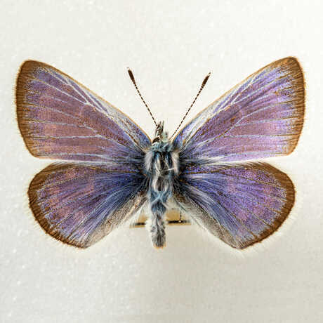 Xerces blue butterfly specimen in the Academy entomology collection