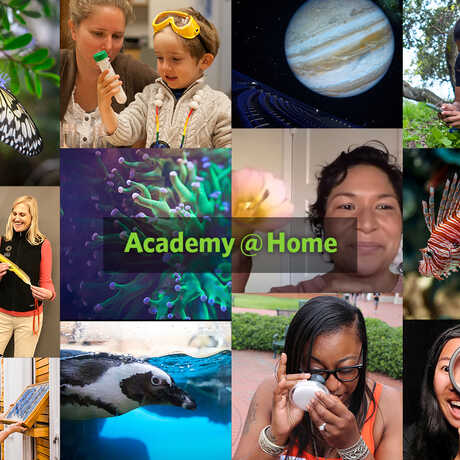 Mosaic of Academy @ Home activities