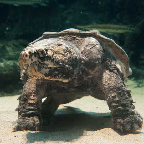 An alligator snapping turtle at Steinhart Aquarium