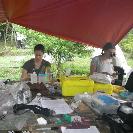  Hannah, Vanessa and Natalia are preparing collected specimens.