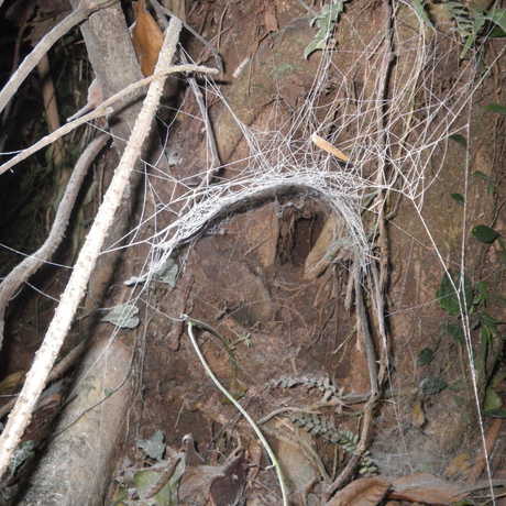 A Psechrus web at night, after being dusted with cornstarch, Mt. Banahaw 