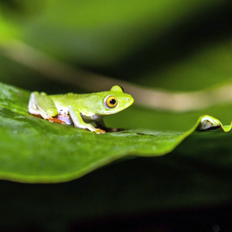 Madagascar tree frog