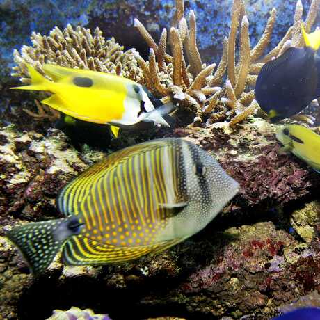 Photo of coral reef fish from the Color of Life exhibit
