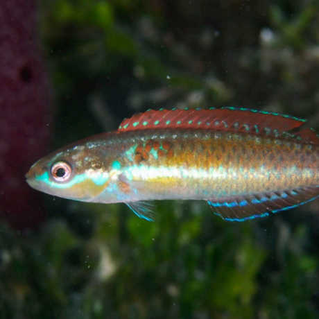 Halichoeres sociales, the Social Wrasse