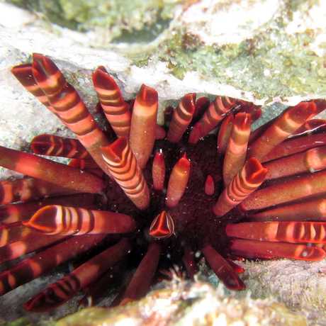 The sea urchin Heterocentrotus mamillatus
