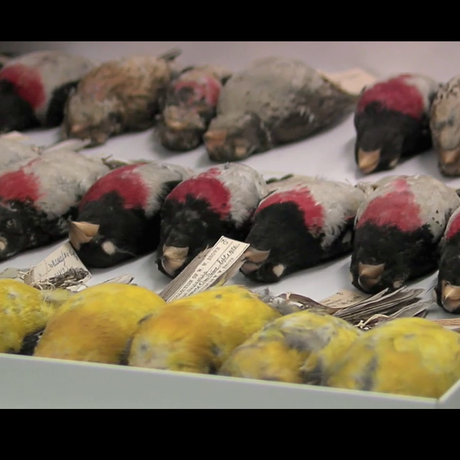 Screenshot of ornithology specimens at California Academy of Sciences. 