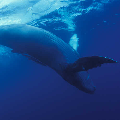 Juvenile humpback whale image © Dr Ingrid Visser, Orca Research Trust