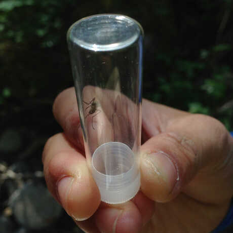 Mosquito in a collections vial 