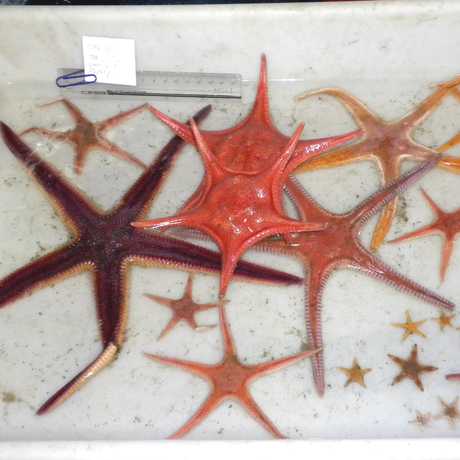 New species of starfish from Philippine waters