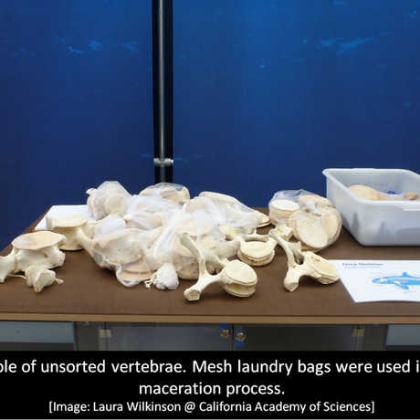 A table of unsorted vertebrate from Orca O319