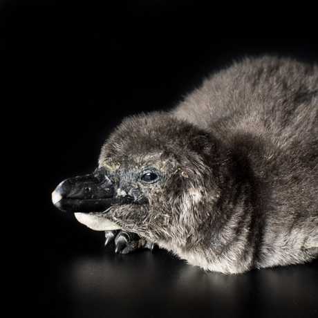 The Academy's penguin chick. Photo by Tim Wong 