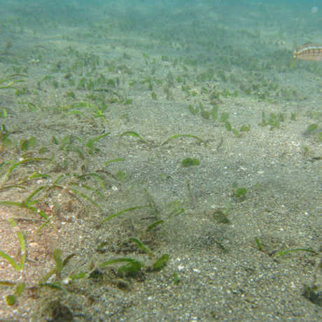 Seagrass and trash 