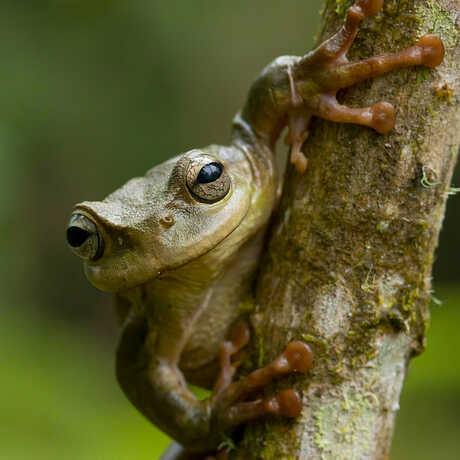 A tree frog stares at the camera from behind a tree trunk