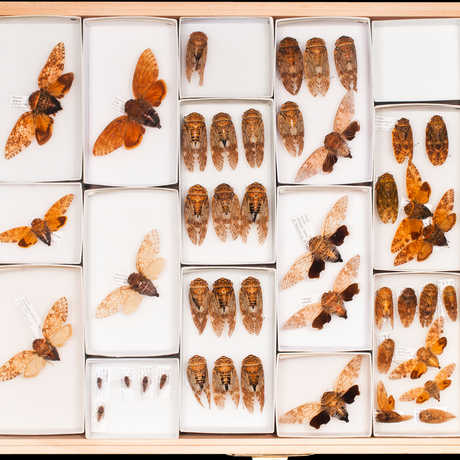 Entomology specimens collected on the Hearst Philippine Biodiversity Expedition 