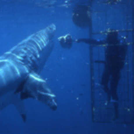 John McCosker swimming with great white