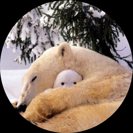 Polar bear mother and cub cuddling in the snow
