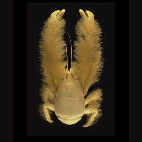 Yeti crab specimen against a black background