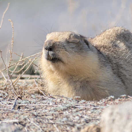 Cute photo of groundhog with eyes closed