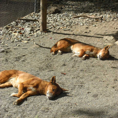 2 dogs lying in the sun