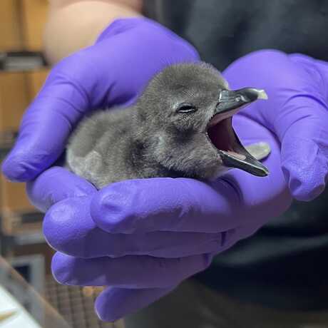 A tiny penguin chick is held in a biologist's hands