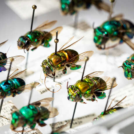 Bees from the scientific collections at the California Academy of Sciences