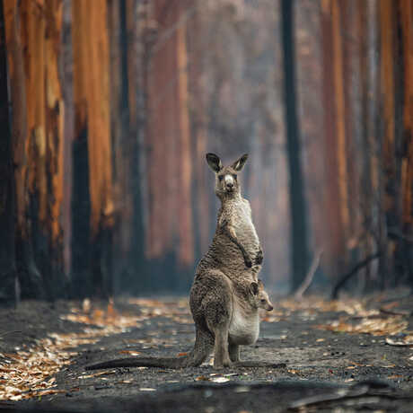 A grey kangaroo, joey in pouch, stands in a wildfire-burned eucalyptus plantation